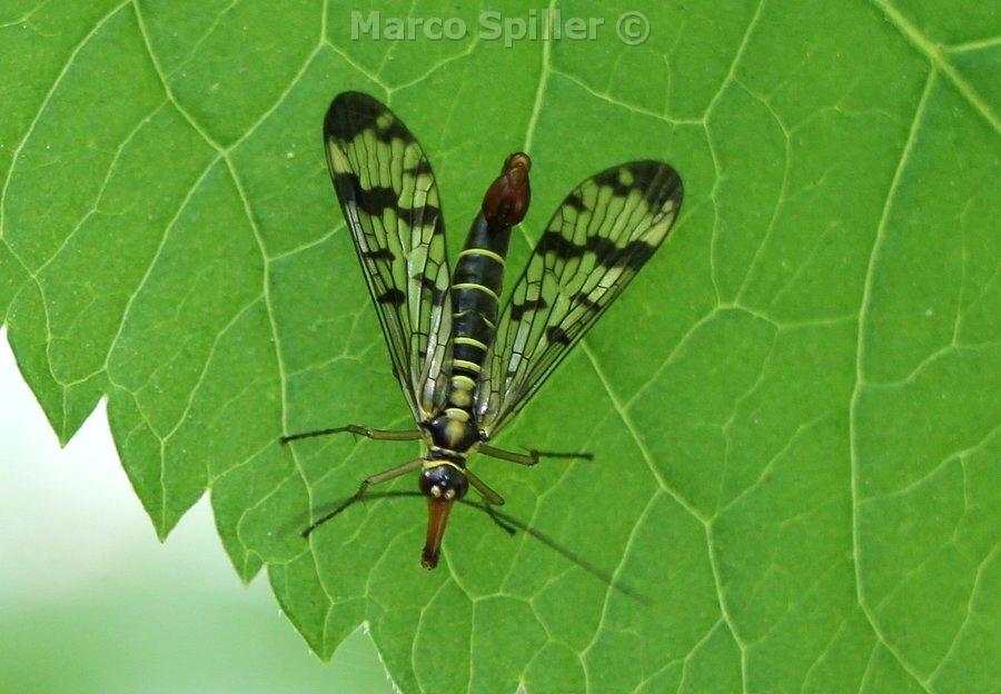 Panorpa communis - maschio